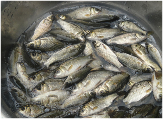 鯉魚(yú)